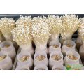 Greta -estufa de recipiente de cogumelos com sistema de cultivo hidropônico